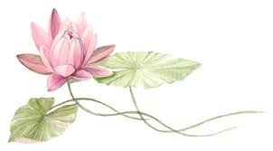 Maybe you would like to learn more about one of these? Lotus Flower Meaning And Symbolism Balance By Buddha Groove