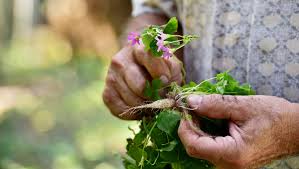 Watercress is a common plant that can be grown in the state of florida. Edible Weeds How To Use Garden Weeds In Your Diet For Taste Health
