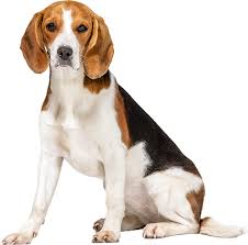Best Dog Food For Beagles Puppies Adults Seniors