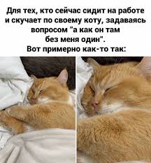книга как стать лучшим в том что ты делаешь Pin Ot Polzovatelya Elena Na Doske Smeshno V 2020 G Yumor Pro Koshek Yumornye Citaty Shutki
