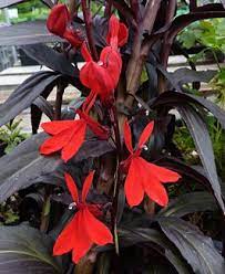 Sorry, your blog cannot share posts by email. Lobelia Fulgida Queen Victoria Bright Shade Morning Sun Blooms Midsummer Fall 3 Tall 2 Blooms Perennial Plants Cardinal Flower Shade Plants