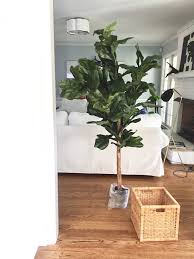A faux fiddle leaf fig tree is a great alternative to a true fiddle leaf fig, requiring very little care. My Faux Fiddle Leaf Fig Tree Emily A Clark