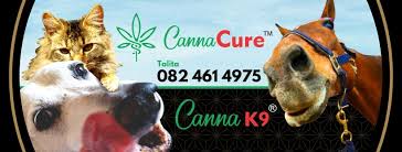 The products that the company offers can be used to treat a. Cannacure Reviews Facebook