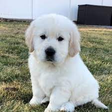 Maybe you would like to learn more about one of these? Jake Golden Retriever Puppy 621799 Puppyspot