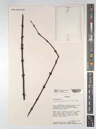 Image result for Englerina muerensis