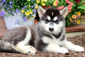 High to low nearest first. Alaskan Malamute Mix Puppies For Sale Puppy Adoption Keystone Puppies