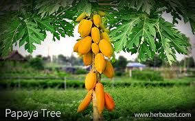 Discover our huge online selection of plants. Papaya Tree Herbazest