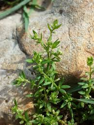Image result for Galium