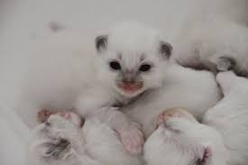 ragdoll kittens 2 weeks old 3 www ribbonsragdolls com