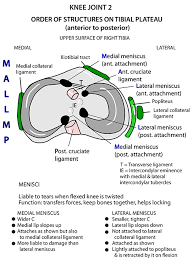 Meniscus Anatomy Human Body Anatomy