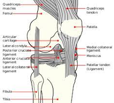 Leg tendon and ligament anatomy. Anterior Cruciate Ligament Wikipedia