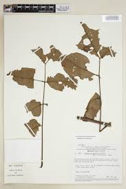 Image result for Antrocaryon