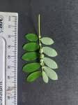 Image result for Phyllanthus omahakensis