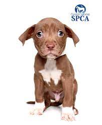 Brown and white color pitbull puppy for sale. Bentley Is A 2 Month Old Male Brown And White Pit Bull Terrier Blend Central California Spca Fresno Ca