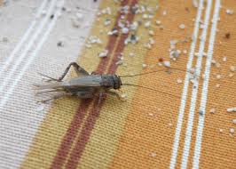 The best option for feeding them would be a mix of protein pellets, mealworms, oats, and wheat germ with some fruit or vegetables (like apple slices). Cricket Facts And Keeping Crickets As Pets The Old Farmer S Almanac