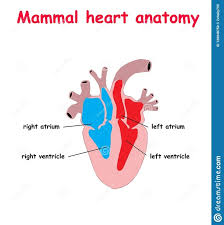 A fish heart has 2 chambers, an atrium which collects blood from the body and pumps the blood into the second chamber, the ventricle. What Is The Difference In The Structure Of The Heart Of Mammals Birds Reptiles Amphibians And Fishes Quora