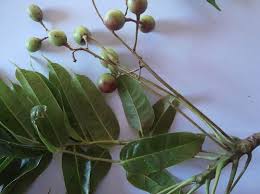 Image result for Commiphora africana