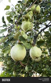 They bloom in early spring with large, white, waxy flowers. Quince Tree Cydonia Image Photo Free Trial Bigstock
