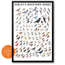 Birds Of Eastern North America David Allen Sibley Is A Genius He Has An Encyclopedic Knowledge Of North American Birds An Impressive Gift For Re Backyard Birds Sibley Sibley Guide To Birds