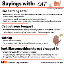 Learn how to use this phrase correctly and improve your english. American English At State In The Morning Before My First Cup Of Coffee I Sometimes Look Like Something The Cat Dragged In Learn The Meaning Of This Idiom Plus Other Cat Related