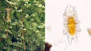 If you have a microscope, look at a drop under the microscope. Pondlife Video Series Microbial Organisms Amnh