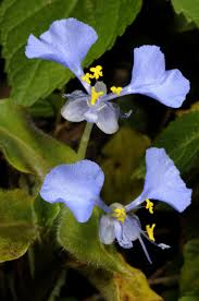 Image result for Commelina nigritana