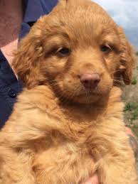 Cinder and her sister lucy will be at our bark in the burg event this saturday june 26th at miamisburg community park (550 s. Nova Scotia Duck Tolling Retriever Pups For Sale Spalding Lincolnshire Pets4homes