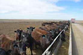 Stabilizing Jersey Calf Prices For Beef Markets With