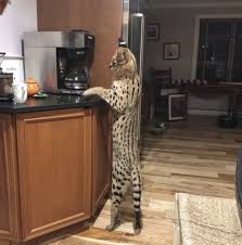 Check spelling or type a new query. Spartacus The Serval Cat Found Safe After Escape From Home The Daily Courier Prescott Az