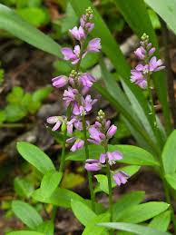 Image result for Polygala rivularis
