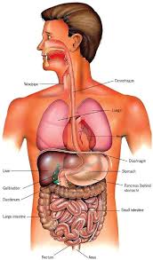 Abdominal Organs Left Side Abdominal Anatomy And Physiology Physiology