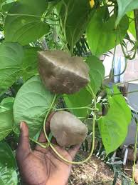 Image result for Combretum psidioides