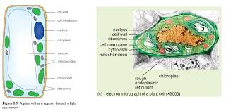 Check spelling or type a new query. Biology Notes For Igcse 2014 2022 2 1 Cell Structure And Organisation