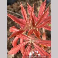 Image result for Aeollanthus neglectus