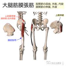 筋シリーズ 大腿筋膜張筋 なかなか魅力的な名前の筋肉さんです 作用は 股関節の屈曲 外転 内旋 膝関節の伸展 外旋 とありますが 歩行時において 運動 に作用するよりか 制御 に作用します 腸脛靭帯と筋膜にテンションをかけることで 骨盤と膝を安定化