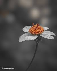 Themoodytone India S Instagram Photo Follow Themoodytone Give Your Valuable Comment Share With Your Fr Instagram Instagram Photo Flower Photos