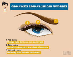 We did not find results for: Biologi Kelas 7 Mata Manusia Mata Bulu Mata