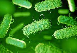 Coli's carbon supply comes from glucose molecules that are. 25 E Coli Infectious Early And Later Symptoms Treatment And Prevention