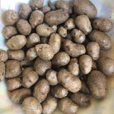 Image result for Polystachya vulcanica