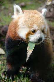 Exclusive Photos Of The San Francisco Zoo S New Red Panda Red Panda San Francisco Zoo Cutest Animals On Earth