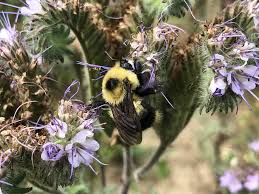 A member of the mint family, agastache likes richer, moister soil than gaillardia or yarrow and appreciates afternoon shade. A New Conservation Model For Pollinators From Southern Alberta British Columbia Organic Grower