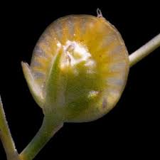 Image result for Limeum