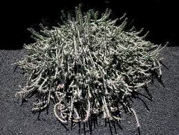 Image result for Centema subfusca