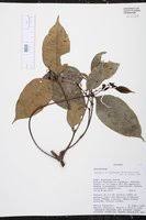 Image result for Malouetia