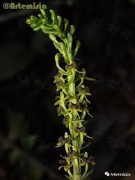 Image result for Liparis deistelii