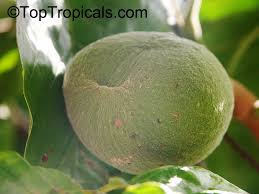 Image result for Tabernaemontana crassa