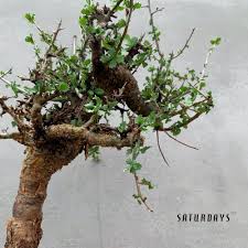 Image result for Commiphora