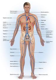 Great vessels that takes deoxygenated blood from the body to the right atrium. Chapter 20 The Circulatory System Blood Vessels And Circulation