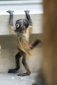 50 Cute And Adorable Baby Monkey Pictures