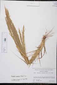 Image result for Eragrostis japonica